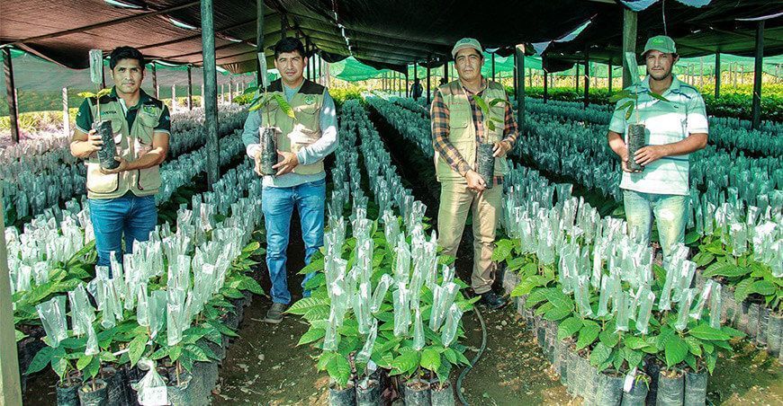 injerto de plantones de cacao Perú