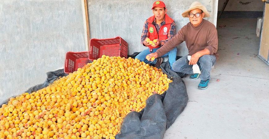 Productores de Antarumi logran cosecha de duraznos libre de mosca de la fruta en Ayacucho Perú