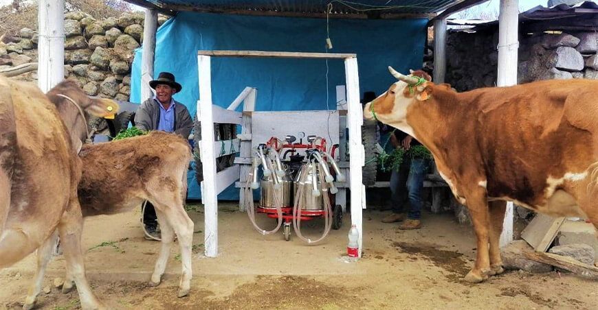 Ganaderos de Chumpi ya cuentan con sala de ordeño Ayacucho Perú