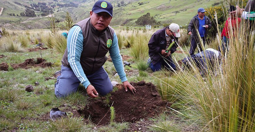 siembran plantones de pino Ayacucho Perú
