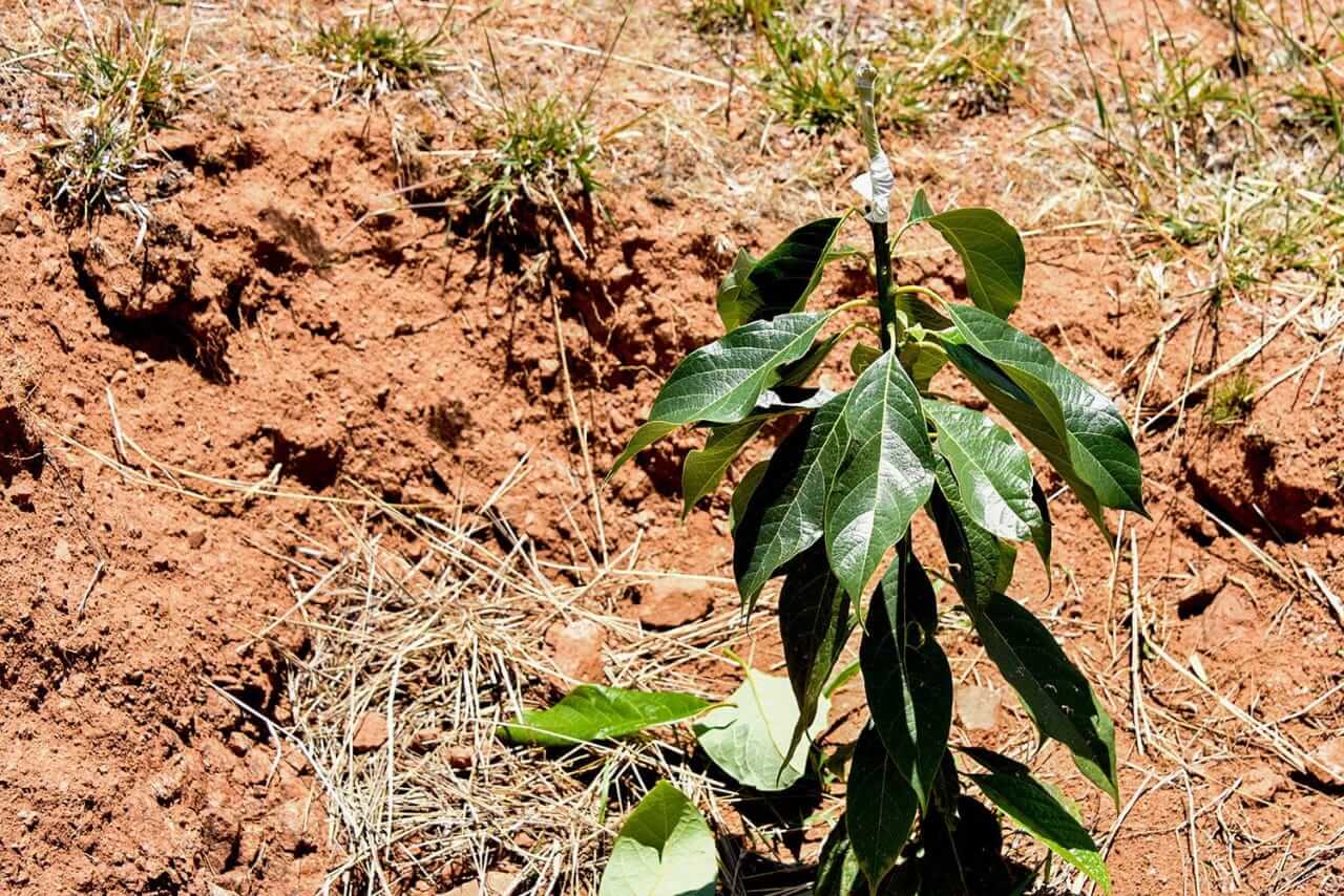  Ayacucho: proyecto palto continúa en crecimiento con injerto de plantones