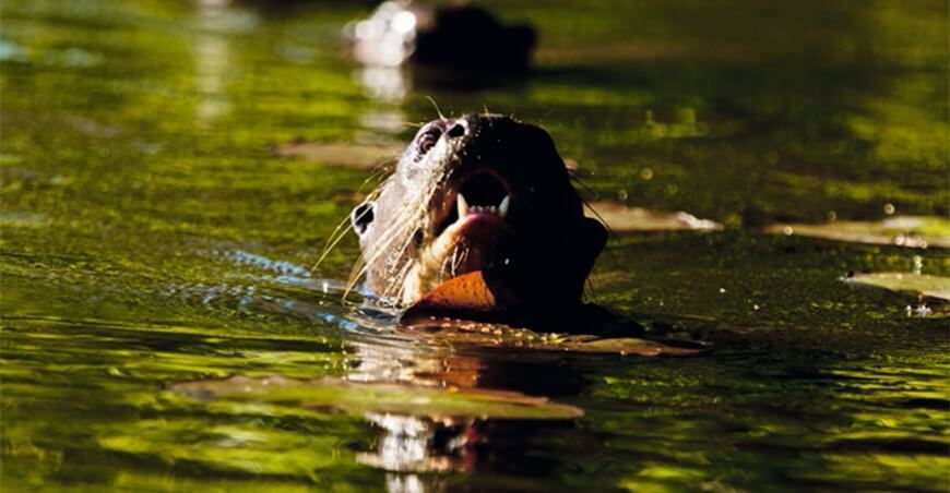 Perú y Bolivia se unen para fortalecer la conservación de la biodiversidad