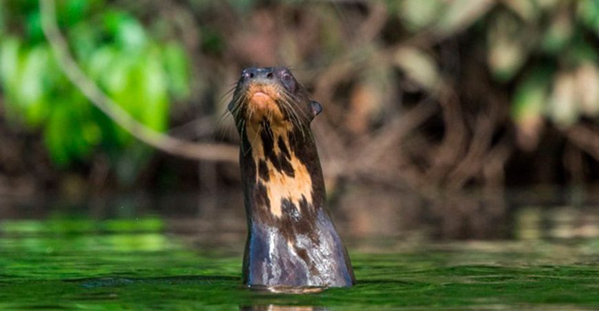 lobo de río Perú