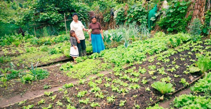 producción de hortalizas de lechuga en Cajamarca Perú