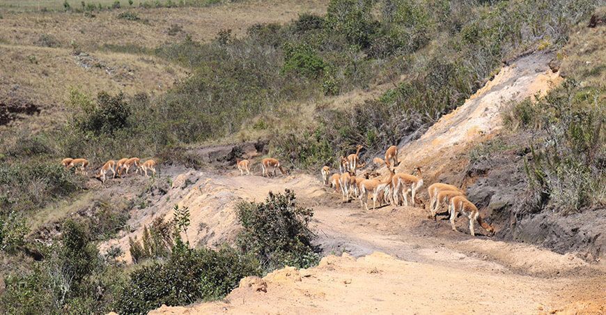 Repoblamiento de vicuñas en Cajamarca