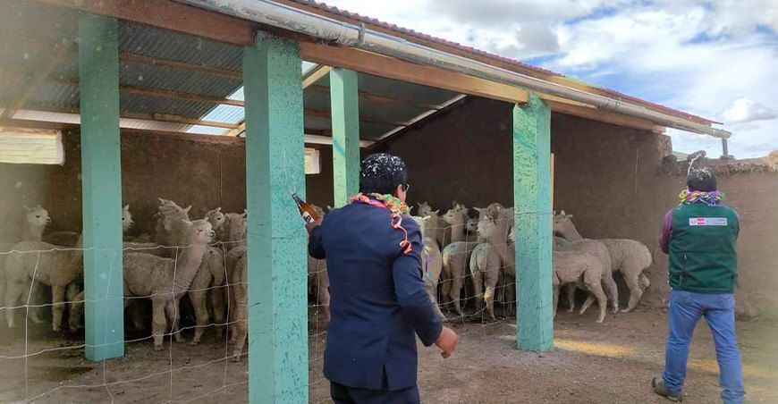 cobertizos alpacas Perú