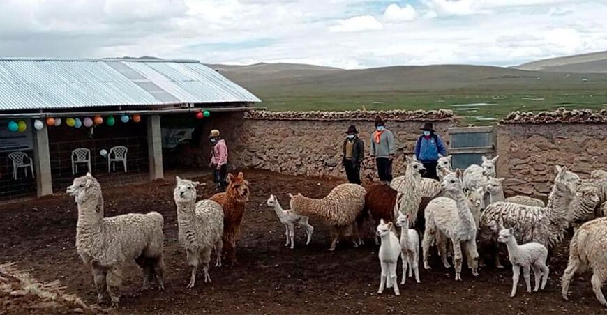 Cobertizos ganado ovinos y camélidos sudamericanos 