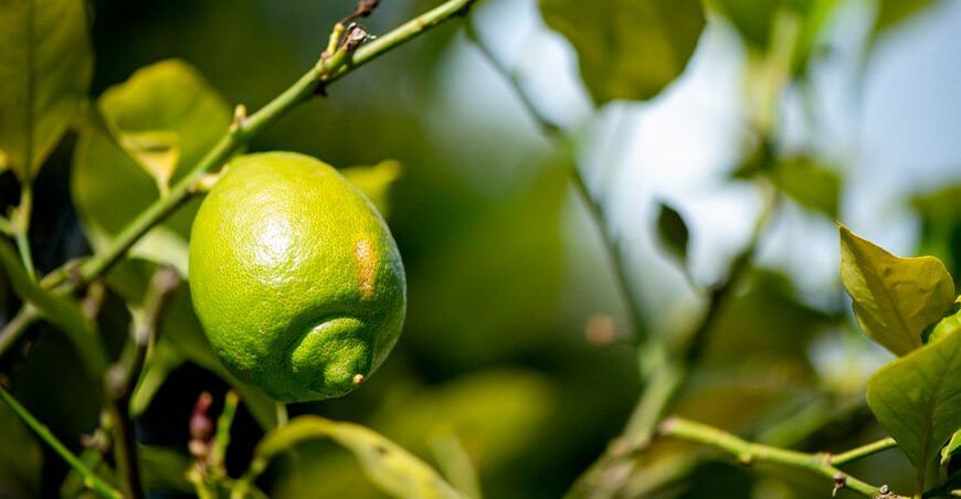 cultivo de limón Perú
