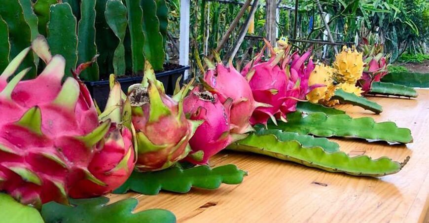 cultivo de pitahaya Perú