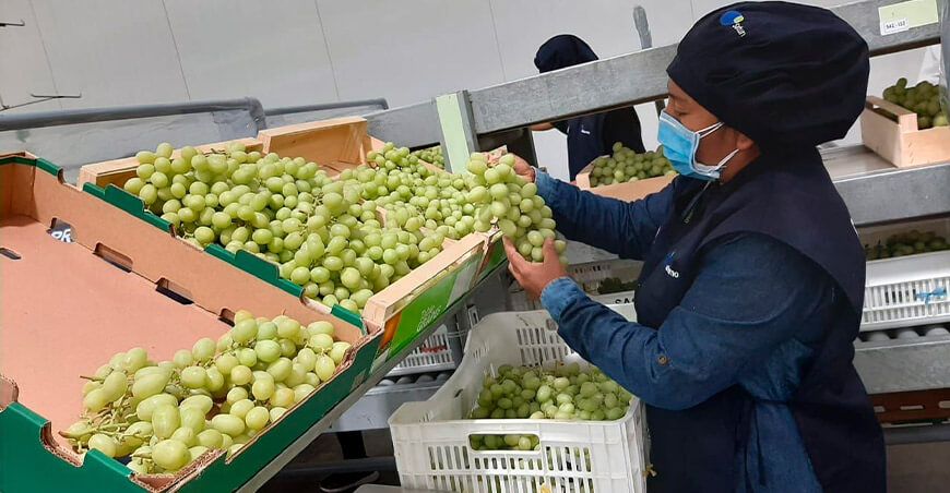 exportación de cultivo de uva blanca Perú