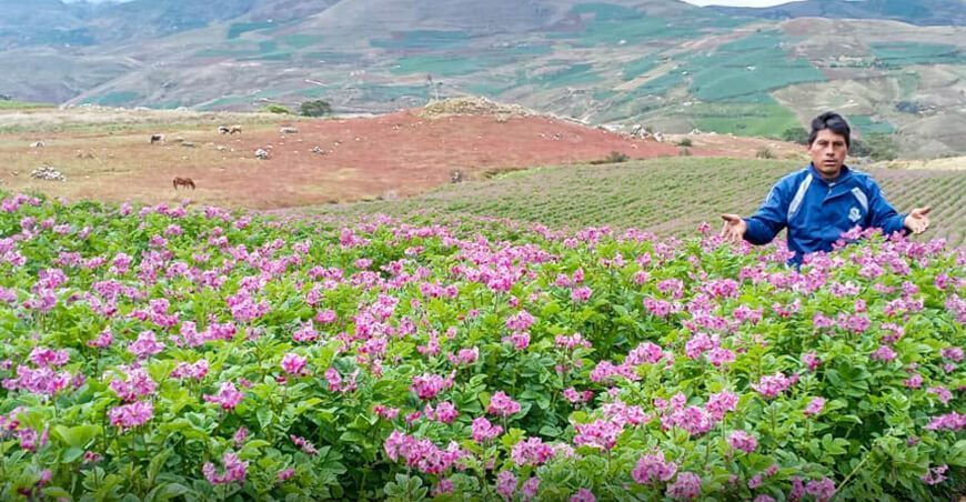 productores de papa logran producción sostenible y rentable