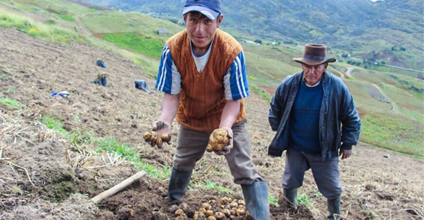 productores agricultores de papa nativa