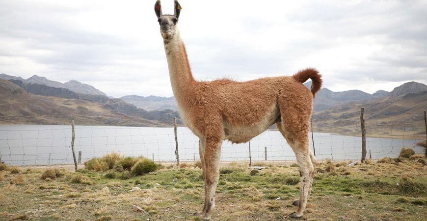 crianza de llamas Junín Perú