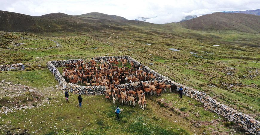 Llamas Camélidos Sudamericanos Perú