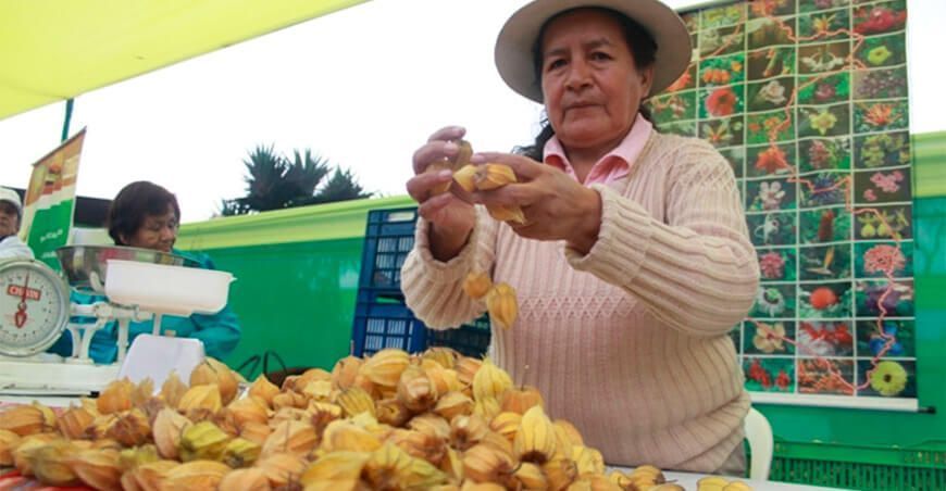 productora de aguaymanto Incahuasi Lambayeque