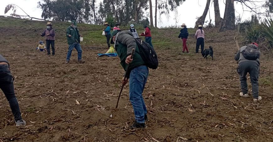 Instalan semillas de pastos cultivados en Lima