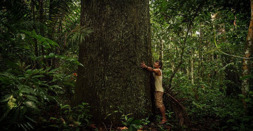 El poder de la castaña para conservar la Amazonía Madre de Dios Perú