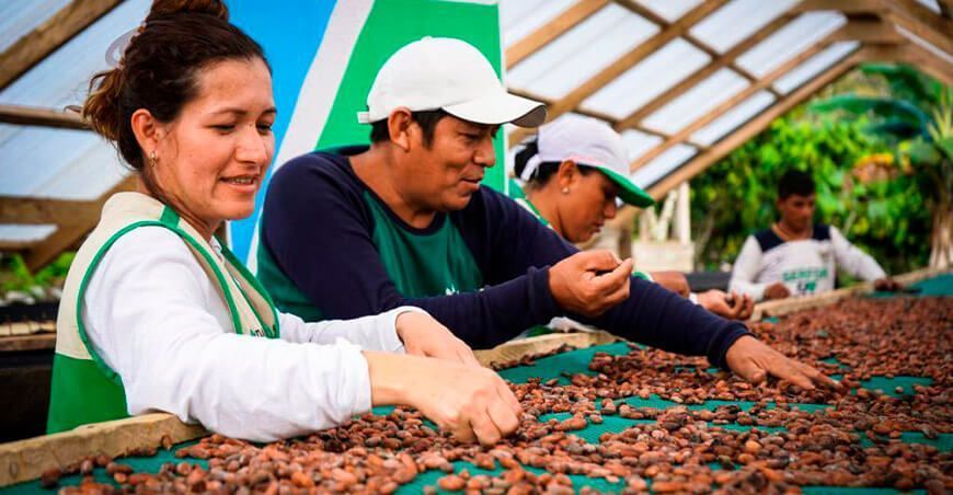 módulos de secado de granos de cacao