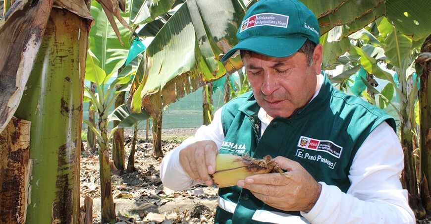 Medidas fitosanitarias del SENASA mantienen bajo control el Fusarium Raza 4 Tropical