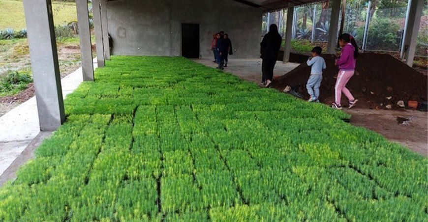 plantones de pino Perú