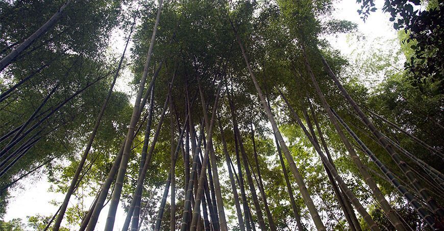 Producción de bambú en el Perú