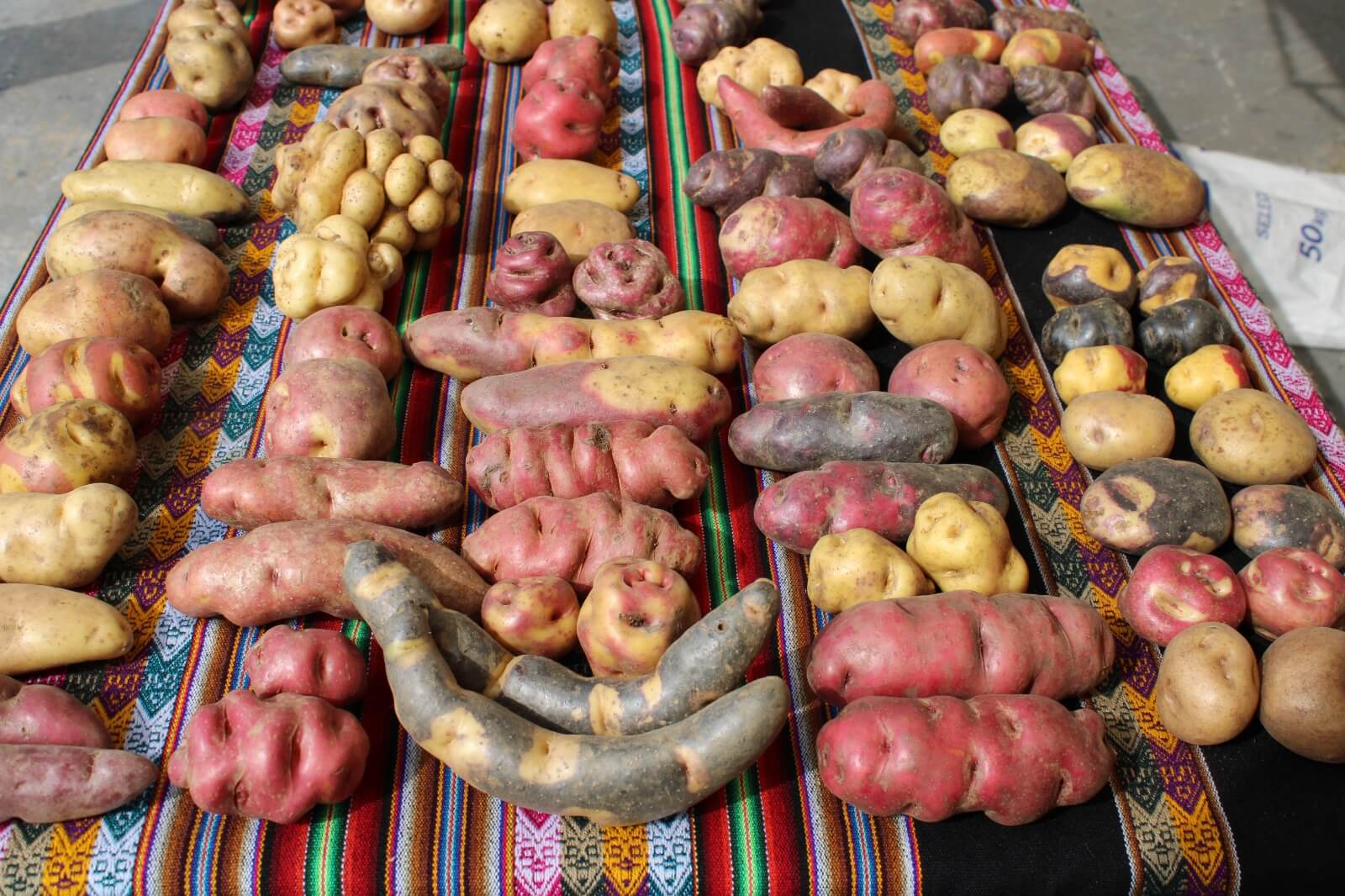 La fortaleza del Perú son las papas nativas