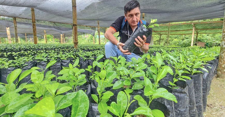 plantones de cítricos Huánuco Perú