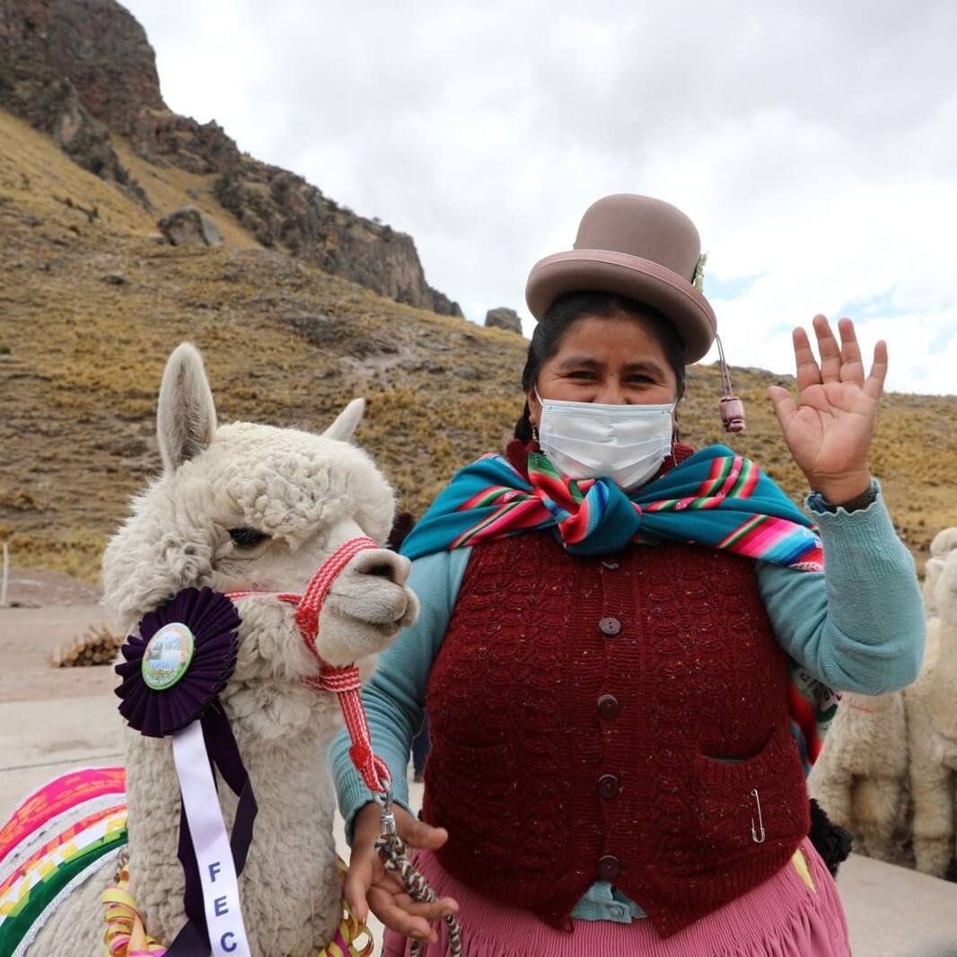 Puno: Productores de alpaca acceden a plan de negocio