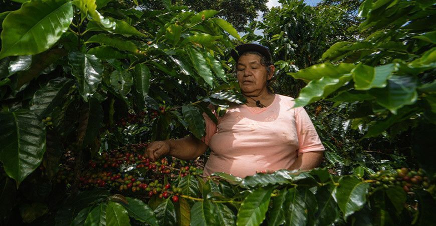 productora de cultivo de café Perú