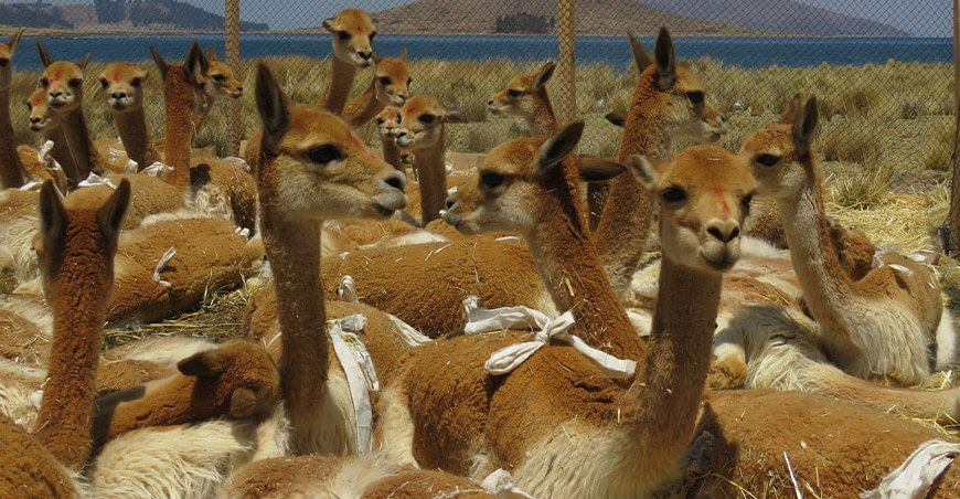 Repoblación de vicuñas en Puno: Un esfuerzo conjunto por la sostenibilidad