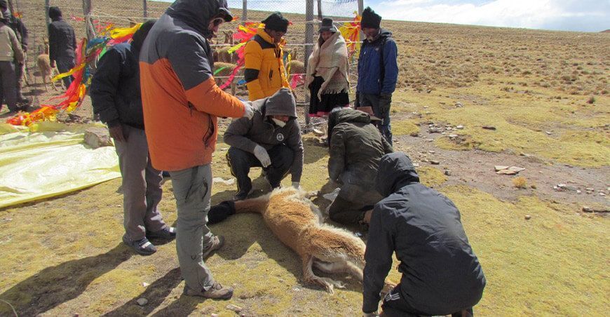 Sarna en vicuñas Perú