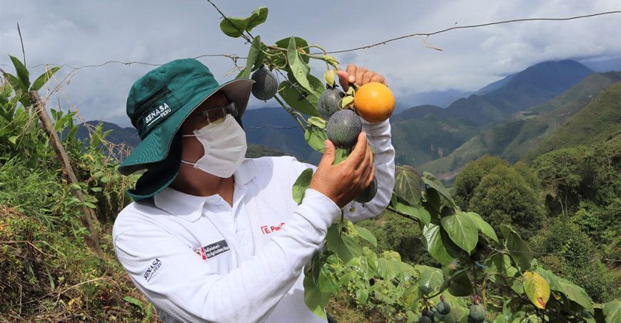 cultivo de granadilla Senasa Perú