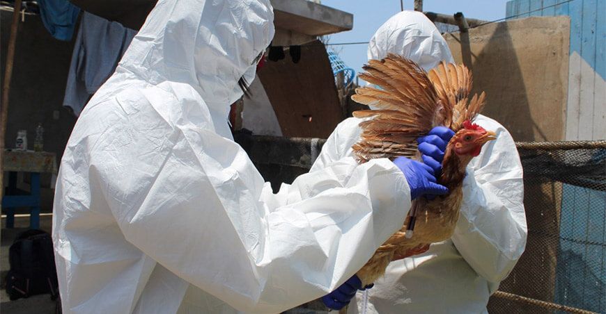 influenza aviar en aves domésticas Senasa Perú
