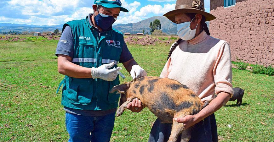 Senasa vacunará a cerdos contra la peste porcina clásica