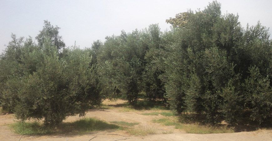 cultivo de olivo Tacna