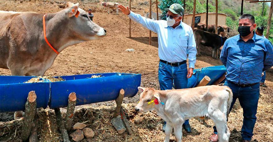 vacas Brown Swiss 