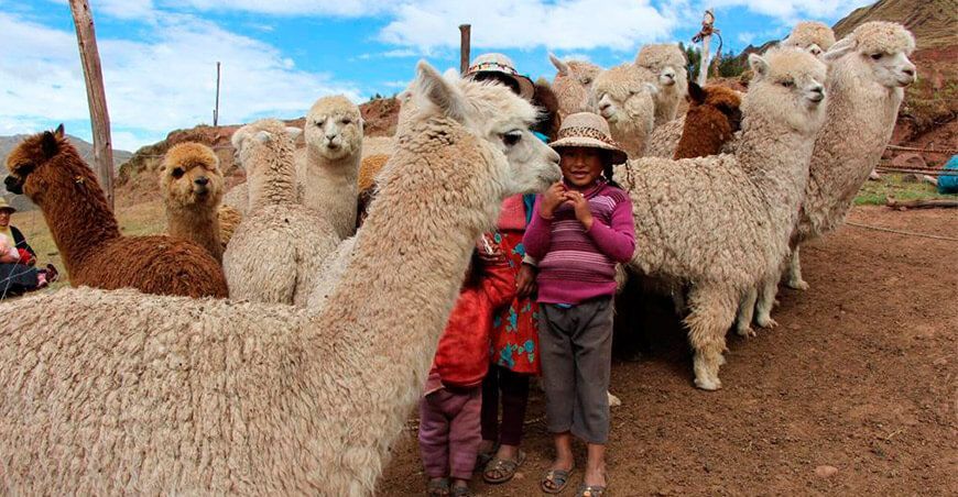 vacunación a alpacas Perú