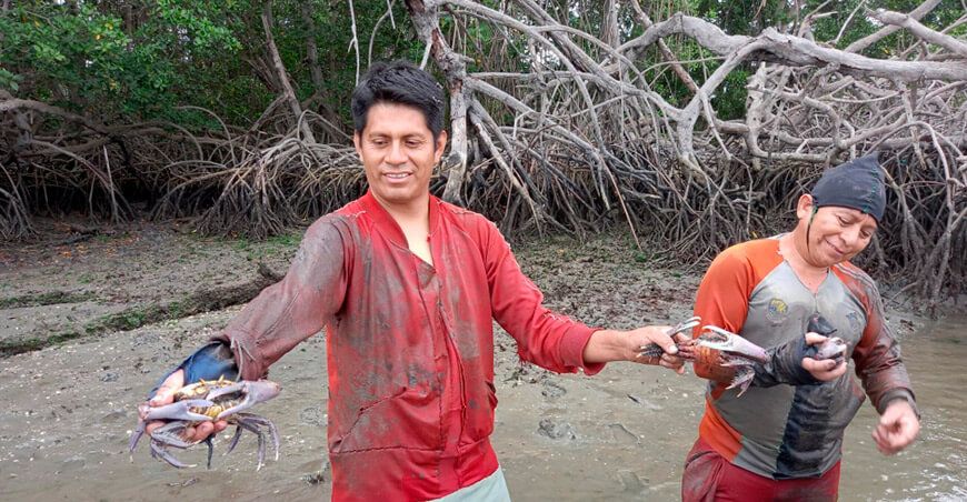 Jhon Puse Arroyo lleva toda la vida recolectando cangrejos rojos en el Santuario Nacional Los Manglares de Tumbes mediante cogestión