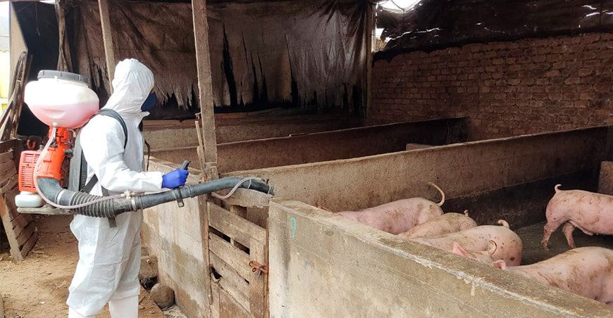 Senasa realiza simulacro de contingencia contra peste porcina africana