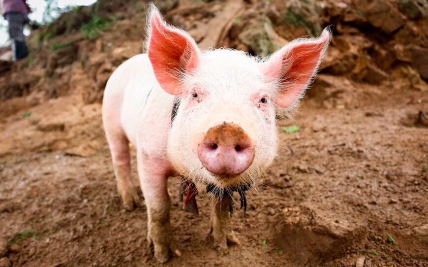 Apurímac no registra brotes de peste porcina durante los dos últimos años
