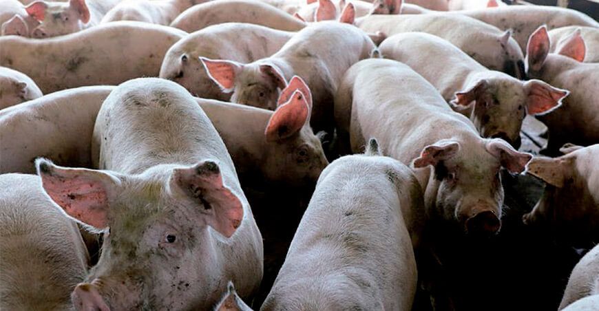 Países de América refuerzan medidas para prevenir ingreso de peste porcina