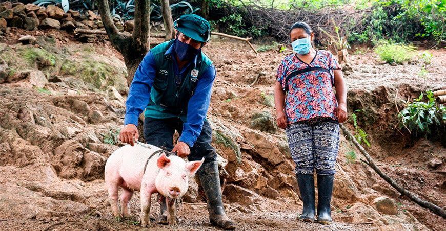 Peste porcina Senasa Perú