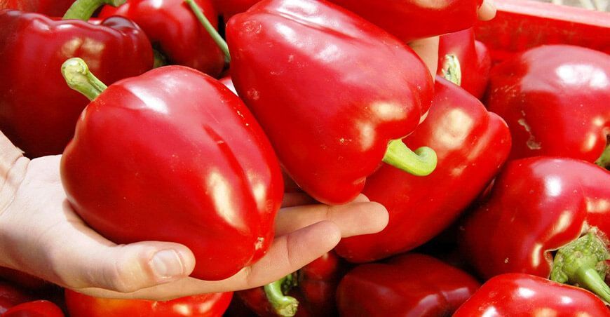pimiento morrón Perú