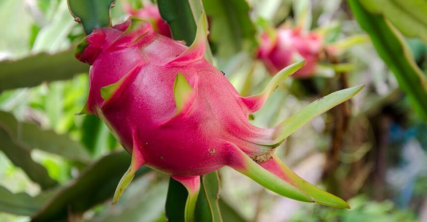Buscan elevar el rendimiento y la productividad de Pitahaya en Barranca