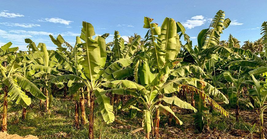 Piura: innovador plan optimiza riego y potencia la producción de banano orgánico