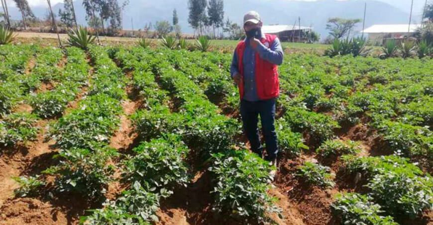 Desarrollan proyecto para fortalecer la producción de semillas de papa