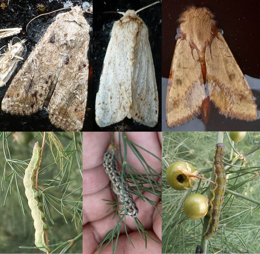 Manejo integrado de noctuidos en espárrago 