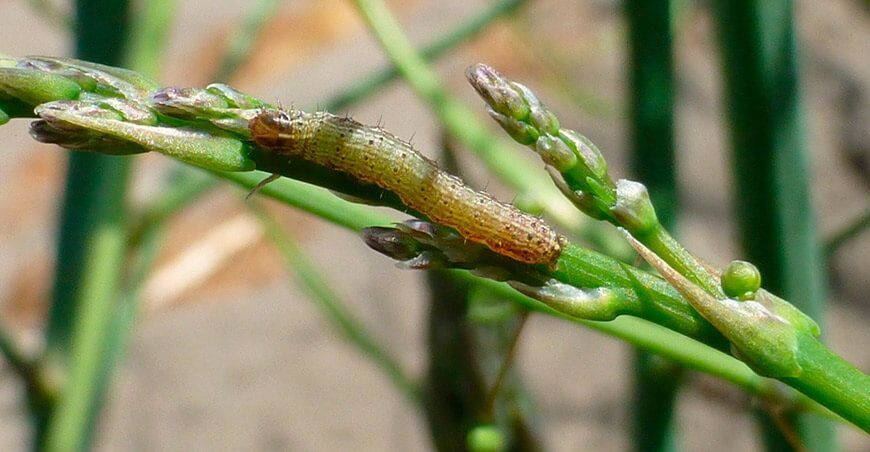 Las plagas de las que debe protegerse el agro