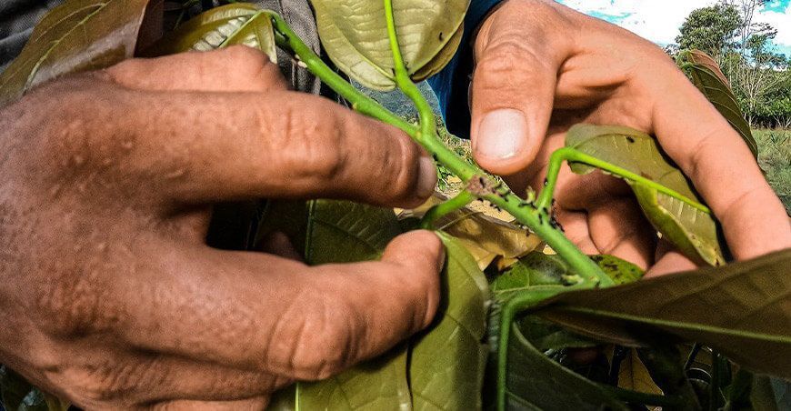 manejo de plagas y enfermedades en el cultivo de cacao Perú