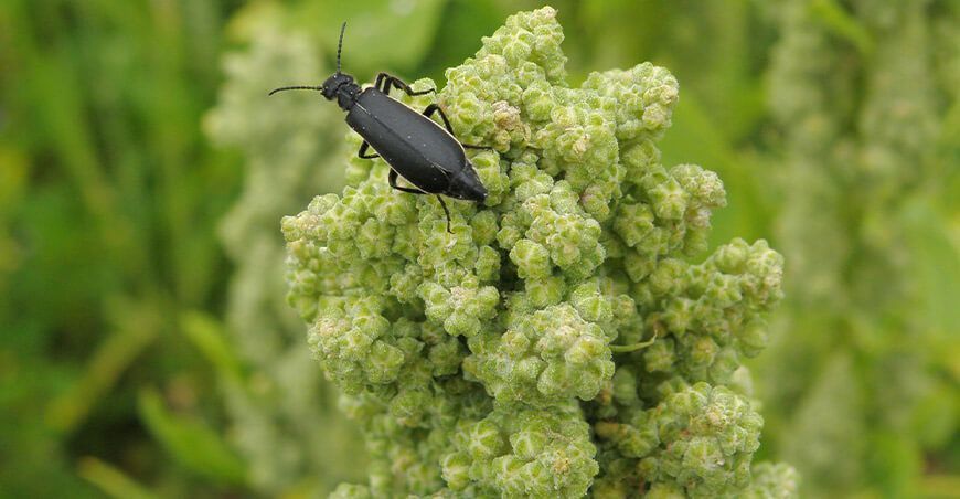 plaga y enfermedades en el cultivo de quinua